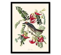 Artery8 John James Audubon Birds of America Piping Flycatcher Framed Wall Art Print Home Décor A3