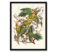 Artery8 John James Audubon Carolina Parakeet Parrot Framed Wall Art Print Home Décor A4