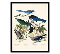 Artery8 John James Audubon Magpie Clarks Crow and Jays Framed Wall Art Print Home Décor A3