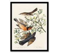 Artery8 John James Audubon Mountain Mocking Bird and Thrush Framed Wall Art Print Home Décor A4