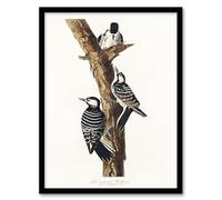 Artery8 John James Audubon Red Cockaded Woodpecker Framed Wall Art Print Home Décor A3