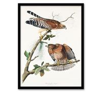 Artery8 John James Audubon Red Shouldered Hawk Framed Wall Art Print Home Décor A4