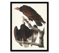 Artery8 John James Audubon Turkey Buzzard Vulture Framed Wall Art Print Home Décor A3