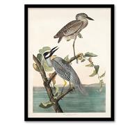 Artery8 John James Audubon Yellow Crowned Heron Framed Wall Art Print Home Décor A4