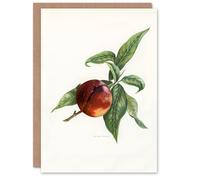 Artery8 John Wright Art Card Vintage Illustration of Pine Apple Nectarine