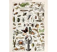 Artery8 Millot Encyclopedia Arthropods Exoskeletal Animals Large Wall Art Poster Print Thick Paper 18X24 Inch Animaux mur Impression d'affiches