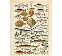 Artery8 Millot Encyclopedia Page Fish Shark Ray Extra Large XL Wall Art Poster Print Poisson Mur Impression d'affiches