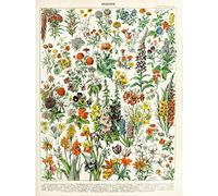 Artery8 Millot Encyclopedia Page Flowers Plants Large Wall Art Poster Print Thick Paper 18X24 Inch Fleurs Plante mur Impression d'affiches