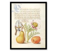 Artery8 Model Book of Calligraphy Caterpillar Flowers and Fruit Framed Wall Art Print Home Décor A3
