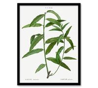 Artery8 Pierre J Redoute Basket Willow Vintage Botanical Framed Wall Art Print Home Décor A3