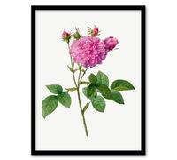 Artery8 Pierre Joseph Redoute Agatha Rose Vintage Floral Framed Wall Art Print Home Décor A3