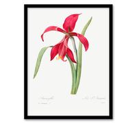 Artery8 Pierre Joseph Redoute Amaryllis Flower Vintage Floral Framed Wall Art Print Home Décor A4