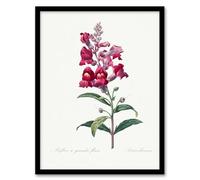 Artery8 Pierre Joseph Redoute Antirrhinum Dragon Flowers Framed Wall Art Print Home Décor A4