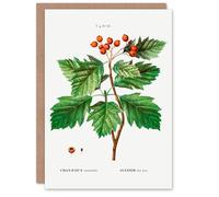 Artery8 Pierre-Joseph Redouté Art Card Hawthorn Vintage Botanical Illustration