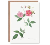 Artery8 Pierre-Joseph Redouté Art Card Hudson Rosehip Vintage Botanical Illustration