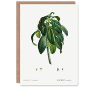 Artery8 Pierre-Joseph Redouté Art Card Spurge Laurel Vintage Botanical Illustration