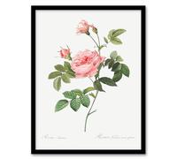 Artery8 Pierre Joseph Redoute Boursault Rose Vintage Floral Framed Wall Art Print Home Décor A3