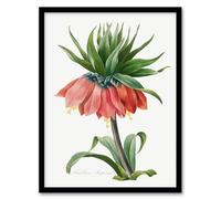 Artery8 Pierre Joseph Redoute Crown Imperial Flower Framed Wall Art Print Home Décor A3