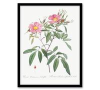 Artery8 Pierre Joseph Redoute Hudson Swamp Rose Flowers Framed Wall Art Print Home Décor A4