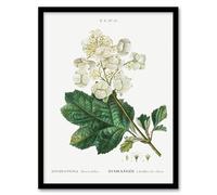 Artery8 Pierre Joseph Redoute Oakleaf Hydrangea Flowers Framed Wall Art Print Home Décor A4