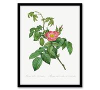 Artery8 Pierre Joseph Redoute Rosa Villosa Flower Bloom Framed Wall Art Print Home Décor A4