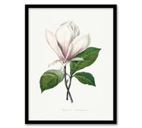 Artery8 Pierre Joseph Redoute Saucer Magnolia Flower Framed Wall Art Print Home Décor A4