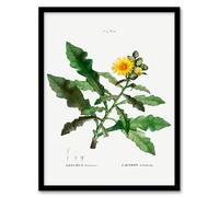 Artery8 Pierre Joseph Redoute Sow Thistle Flower Bloom Framed Wall Art Print Home Décor A3