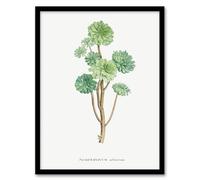 Artery8 Pierre Joseph Redoute Tree Houseleek Succulent Framed Wall Art Print Home Décor A4