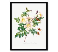 Artery8 Pierre Joseph Redoute White Rose Vintage Floral Framed Wall Art Print Home Décor A4