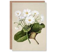 Artery8 Sarah Featon Art Card New Zealand Mountain Lily Flowers