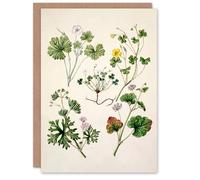 Artery8 Sarah Featon Art Card Vintage New Zealand Wildflower Illustration