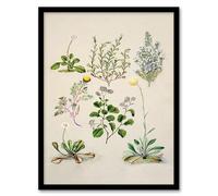 Artery8 Sarah Featon Native New Zealand Wildflowers Illustration Framed Wall Art Print Home Décor A4