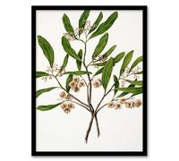 Artery8 Sarah Featon New Zealand Akeake Hopbush Flowering Plant Framed Wall Art Print Home Décor A4