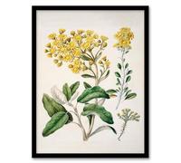 Artery8 Sarah Featon New Zealand Brachyglottis Daisy Flowers Framed Wall Art Print Home Décor A4