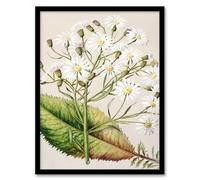 Artery8 Sarah Featon New Zealand Brachyglottis Hectorii Daisies Framed Wall Art Print Home Décor A3
