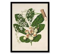 Artery8 Sarah Featon New Zealand Kohekohe Tree Seeds and Flowers Framed Wall Art Print Home Décor A3