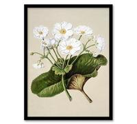 Artery8 Sarah Featon New Zealand Mountain Lily Flowers Framed Wall Art Print Home Décor A3