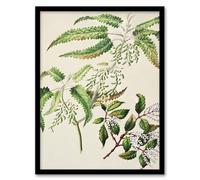 Artery8 Sarah Featon New Zealand Ongaonga Tree Nettle Plant Framed Wall Art Print Home Décor A3