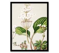 Artery8 Sarah Featon New Zealand Ourisia Flowering Plant Framed Wall Art Print Home Décor A3