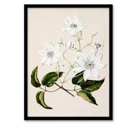 Artery8 Sarah Featon New Zealand Puawananga Clematis Flowers Framed Wall Art Print Home Décor A4