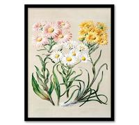 Artery8 Sarah Featon New Zealand Snow Groundsel Flowers Framed Wall Art Print Home Décor A4