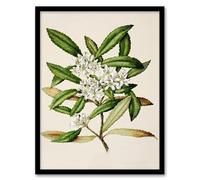 Artery8 Sarah Featon New Zealand Tawari Plant Flowers Framed Wall Art Print Home Décor A3