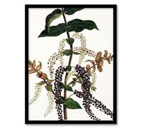 Artery8 Sarah Featon New Zealand Tutu Plant Vintage Illustration Framed Wall Art Print Home Décor A3