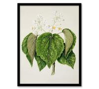 Artery8 Sarah Featon New Zealand Whau Cork Tree Flowers Framed Wall Art Print Home Décor A4