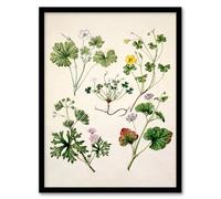 Artery8 Sarah Featon Vintage New Zealand Wildflower Illustration Framed Wall Art Print Home Décor A4