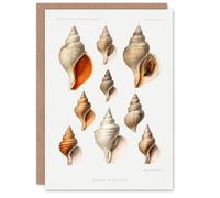 Artery8 Vintage Marine Life Art Card Molluscs from the Northen Sea