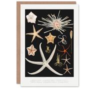 Artery8 Vintage Marine Life Art Card Varieties of Deep Sea Starfish