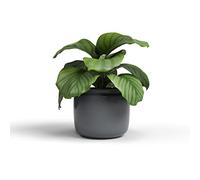 Artevasi Astrea Pot, Pot de Fleur, Pot décoratif, Céramique Fait à la Main, Couleur Anthracite, 20cm