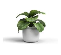 Artevasi Astrea Pot, Pot de Fleur, Pot décoratif, Céramique Fait à la Main, Couleur Blanc, 20cm