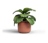 Artevasi Astrea Pot, Pot de Fleur, Pot décoratif, Céramique Fait à la Main, Couleur Terracotta, 20cm